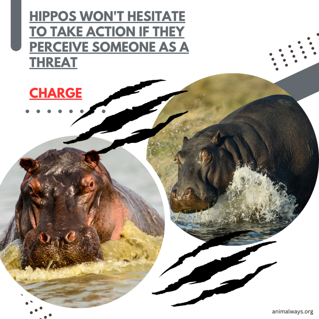 Charging hippos