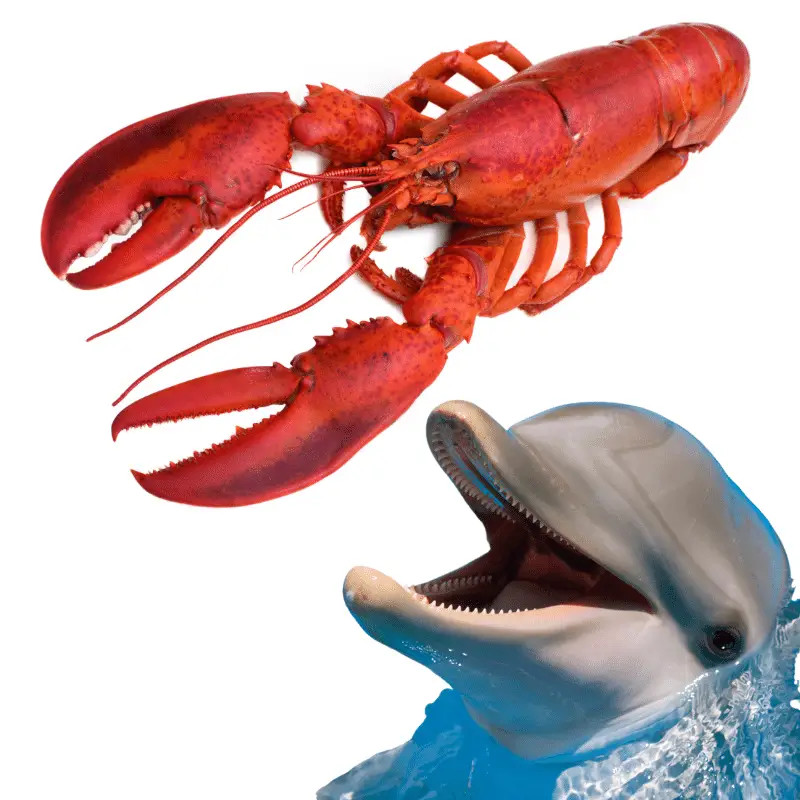 Dolphin and a lobster
