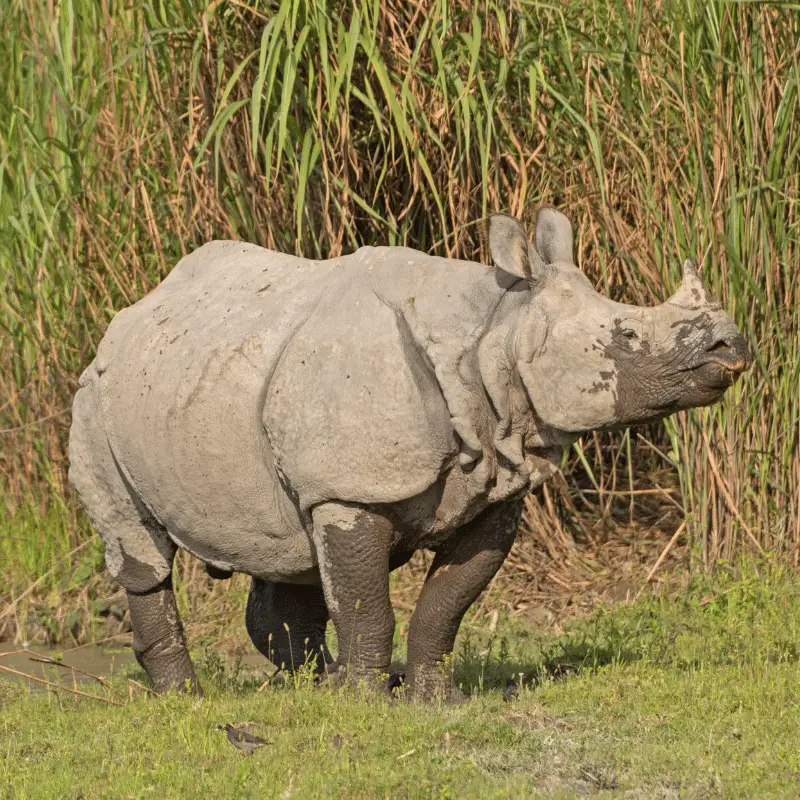 Indian Rhino, with dry mud on him by the river bank