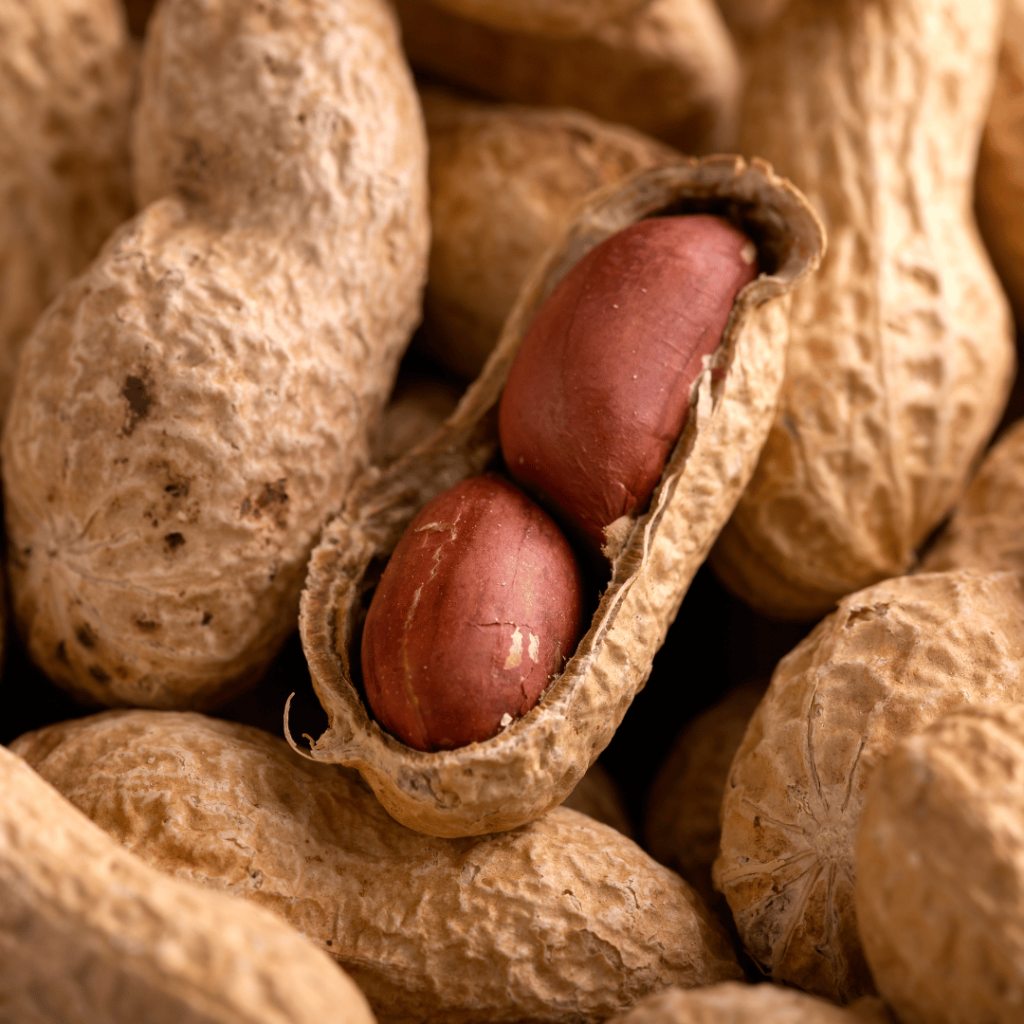 Monkey nut peanuts up close and showing shell and the inside nut