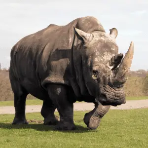 a rhino walking on the grass, full image view
