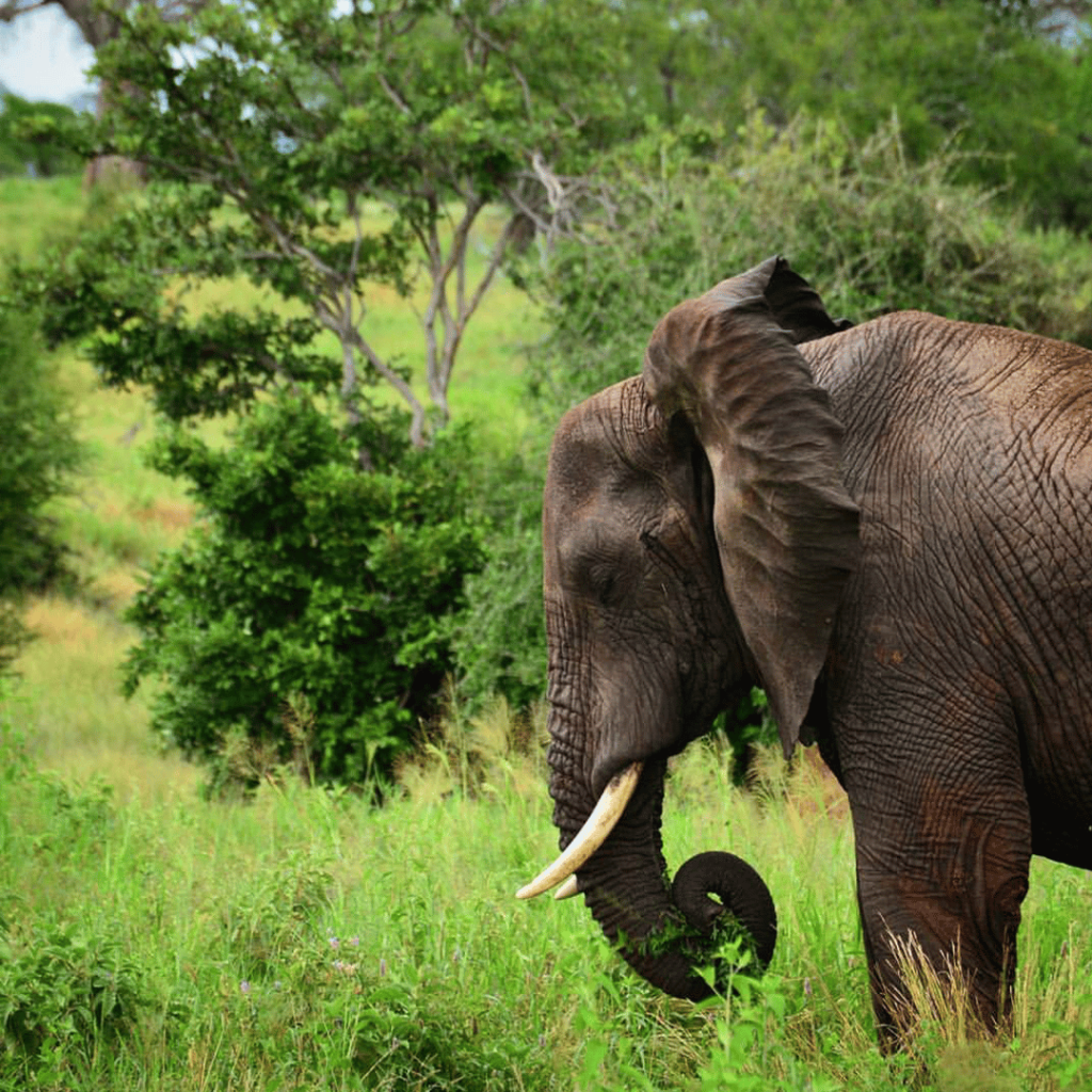 an elephant eating grass in the wild