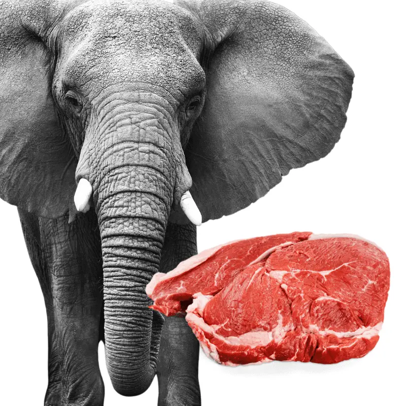 elephant and some raw meat