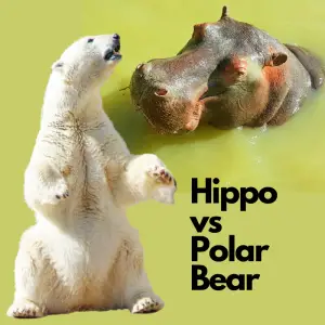 Hippo and a polar bear on light green background. Text: Hippo vs Polar Bear