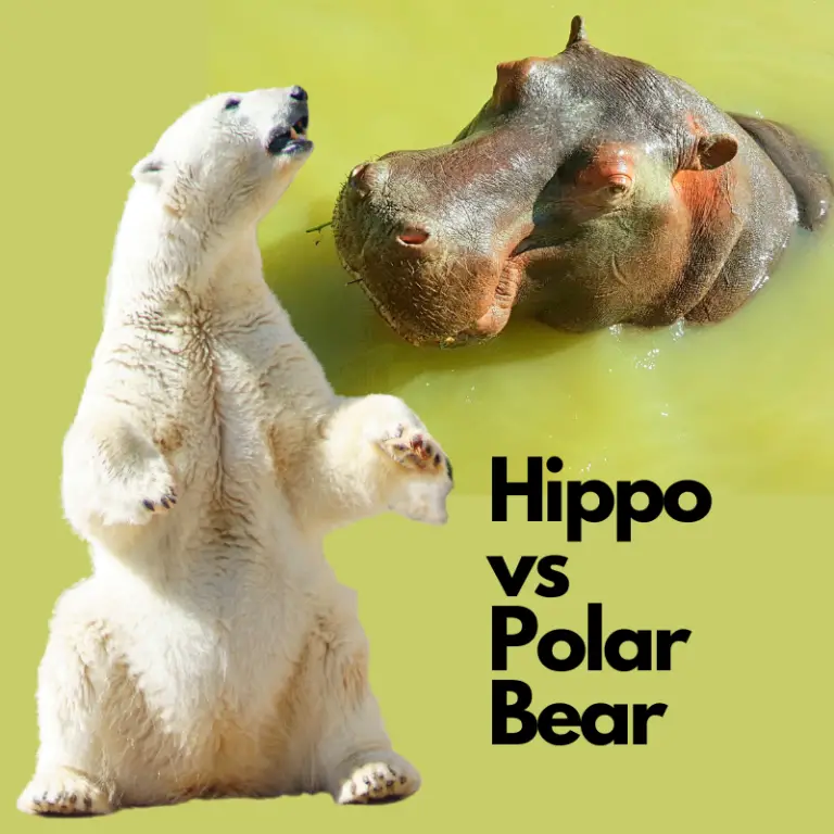 Hippopotamus Vs Polar Bear (Strength, Weight, Size Comparisons