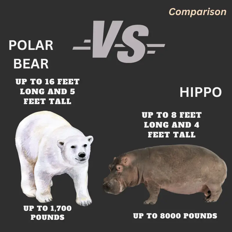 A polar bear and a hippo comparing the different sizes of each animal