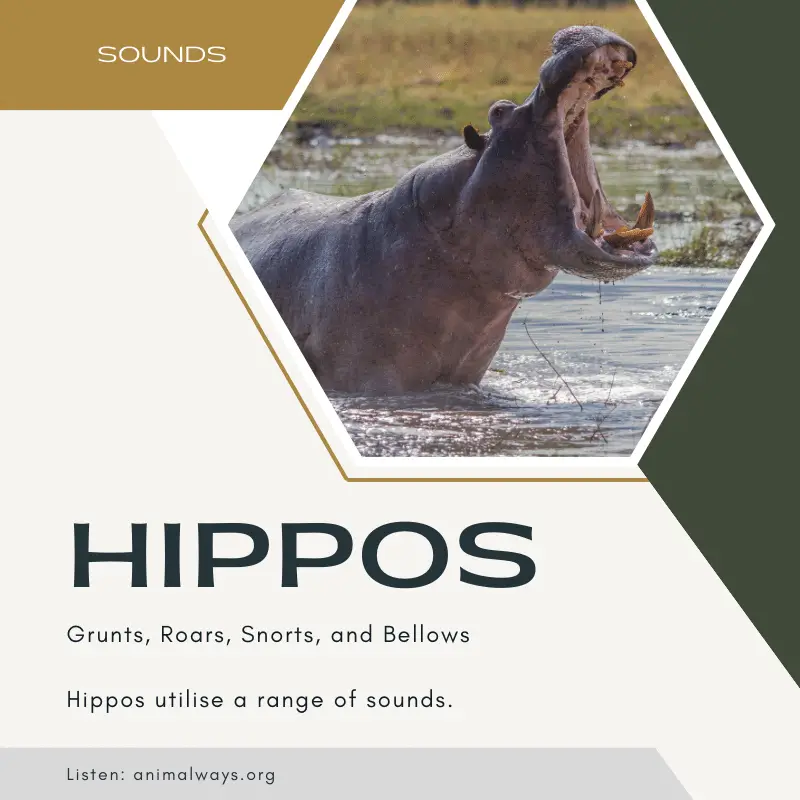 Hippo sound cover/feature image